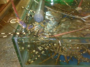 Hong Kong lobsters