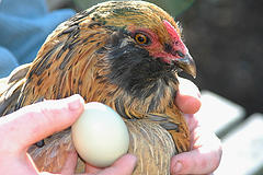 Chicken and Egg.jpg