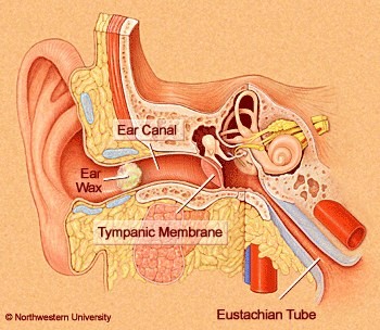 Inner Ear With Crud.jpg