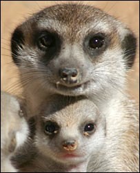 Meerkats.jpg