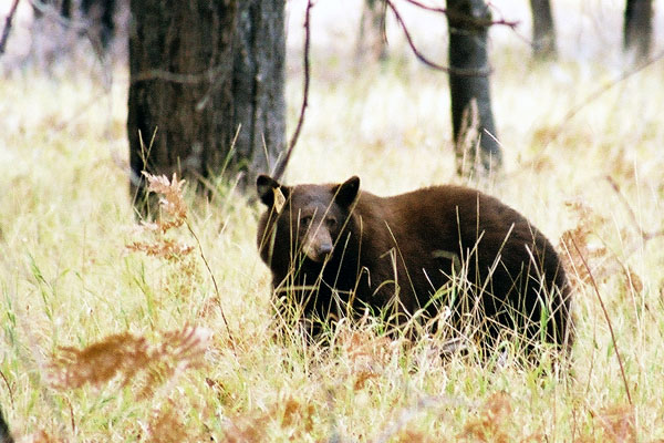 YosemiteBlackBearTagged.jpg