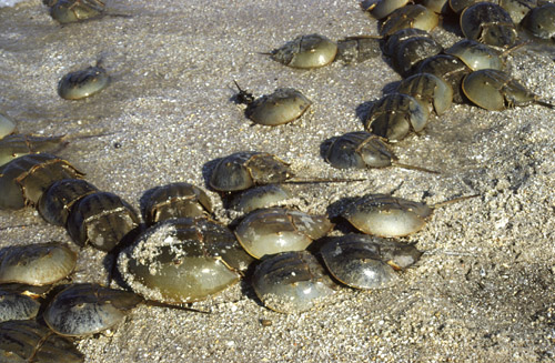 horseshoe crabs.jpg